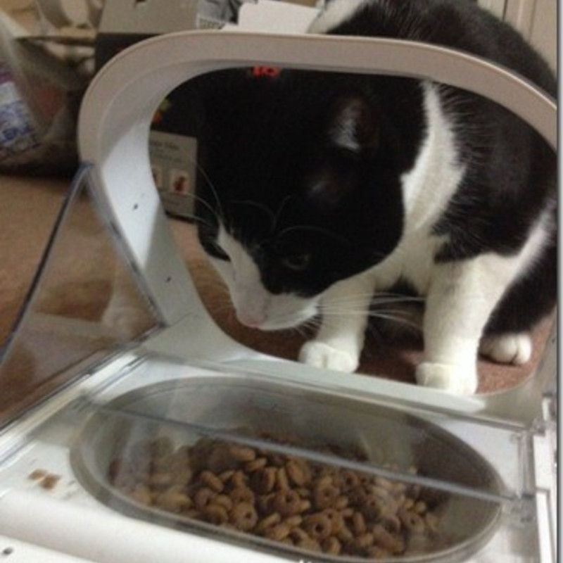 SureFeed|マイクロチップを活用して指定された猫にのみ給餌可能 SureFeed|マイクロチップを活用して指定された猫にのみ給餌可能