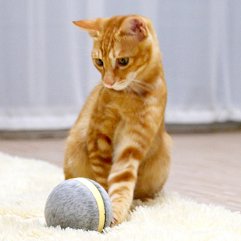 Wicked Ball｜ペットの寂しさ・退屈を解消する全自動スマートペット