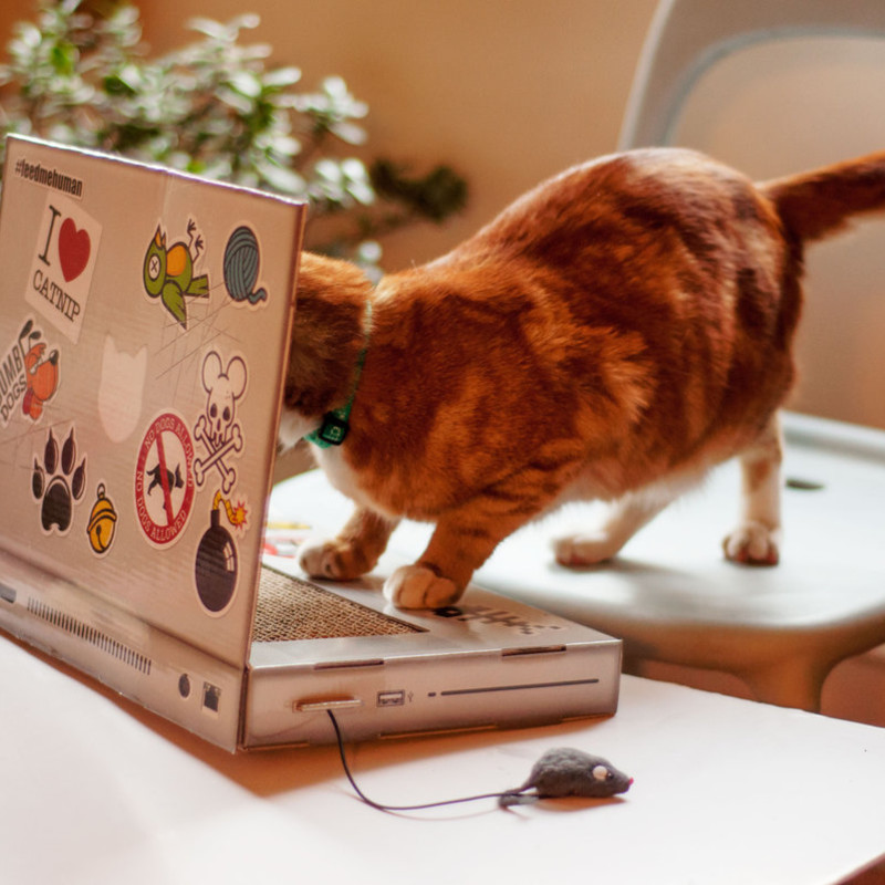 Cat Scratch Laptop｜ギークな猫ちゃん向けのノートPCデザイン